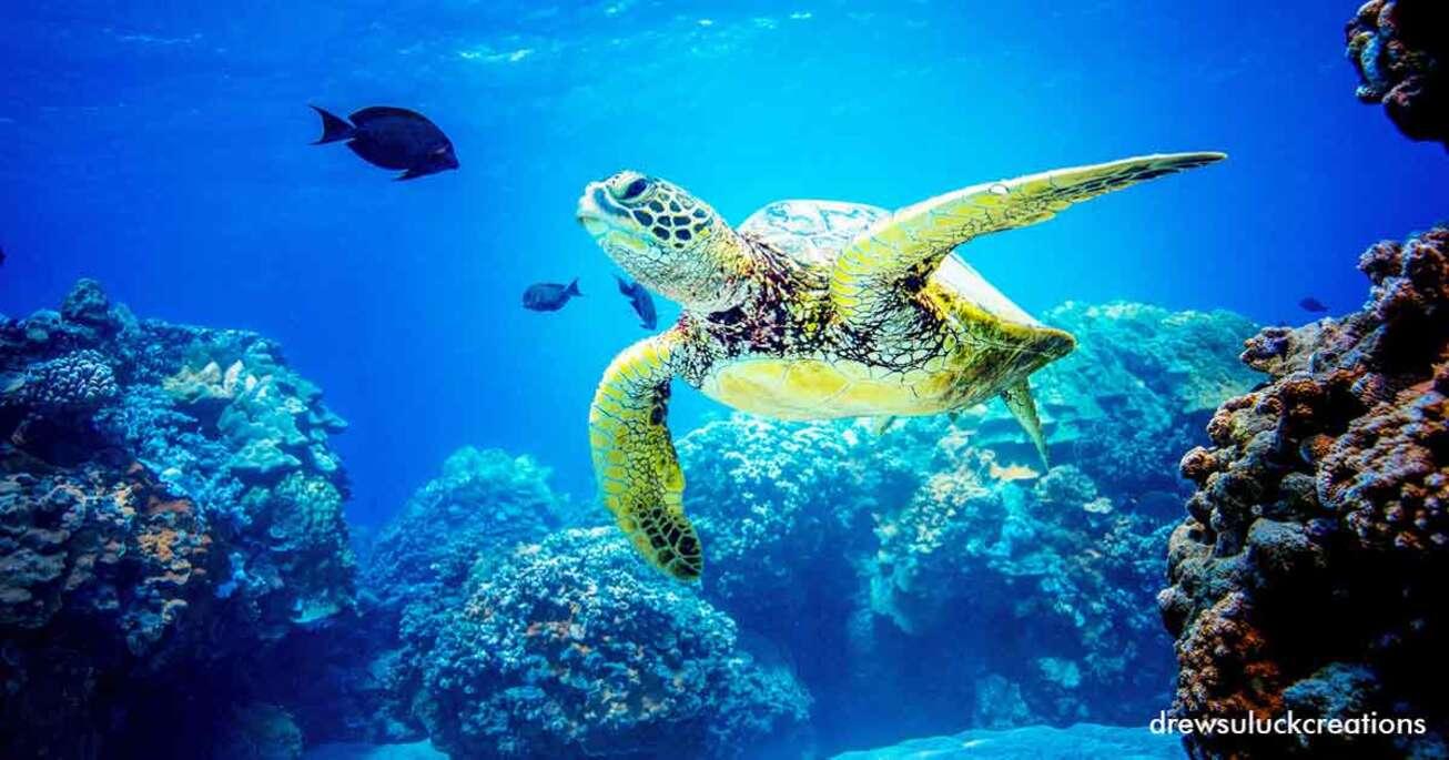 Image: Aquatica [4 week]