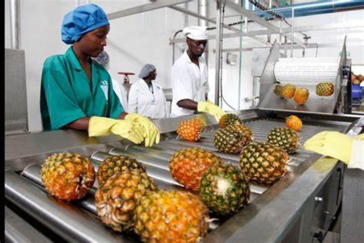 Image: Fruits Processing Assistant