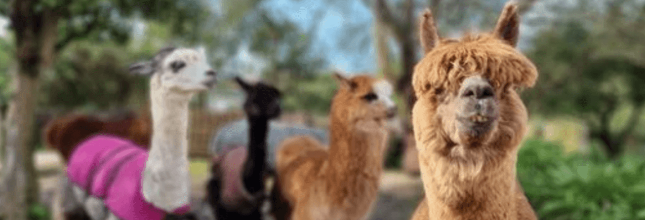 Image: Rooted [6 weeks]