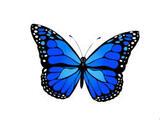Cocoon Foundation  - Company Logo