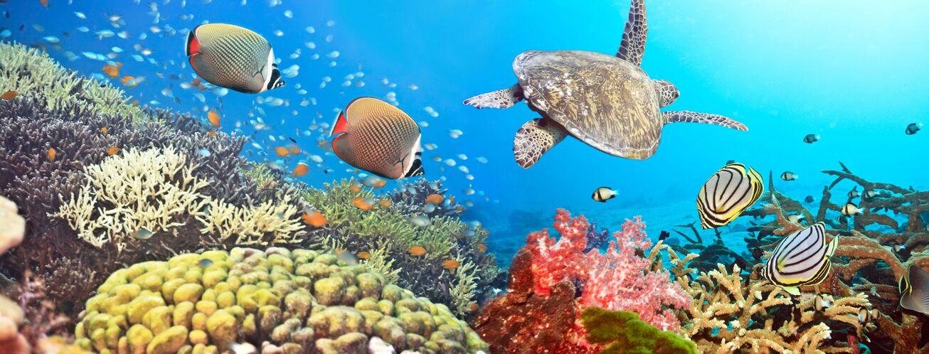 Image: Marine Biologist | Egypt-WhereItAllBegins