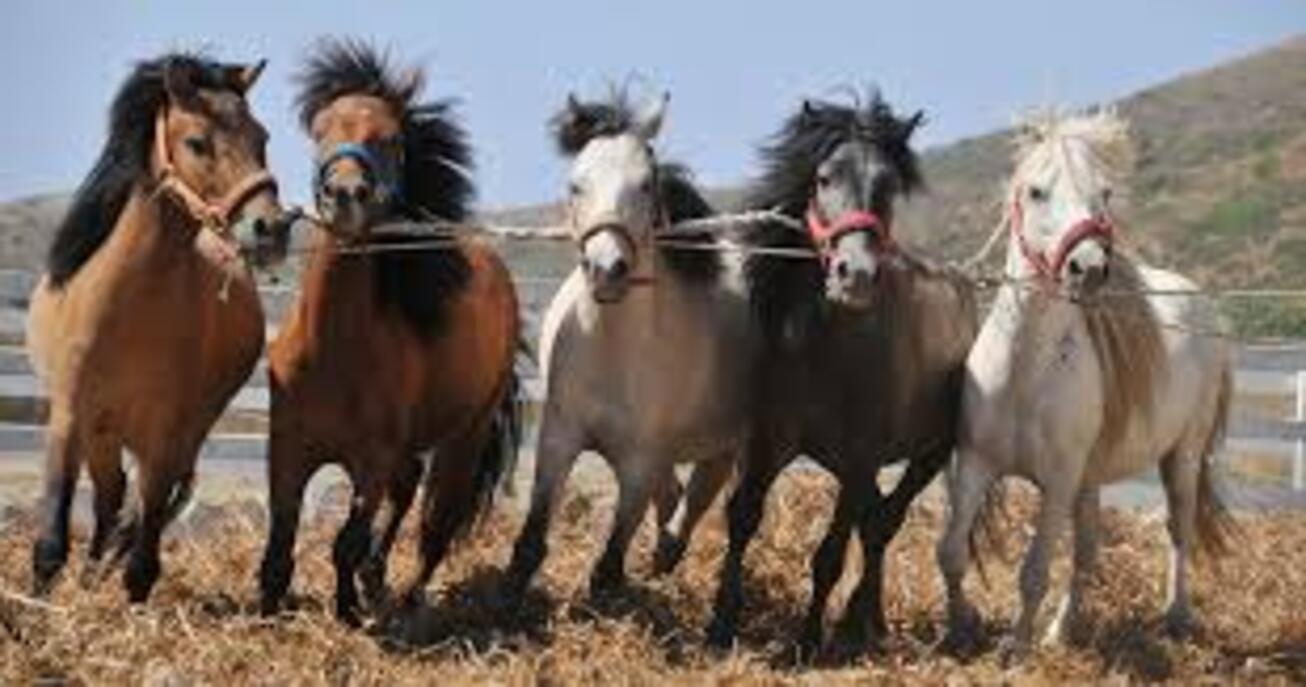 Image: Rooted [4 weeks]