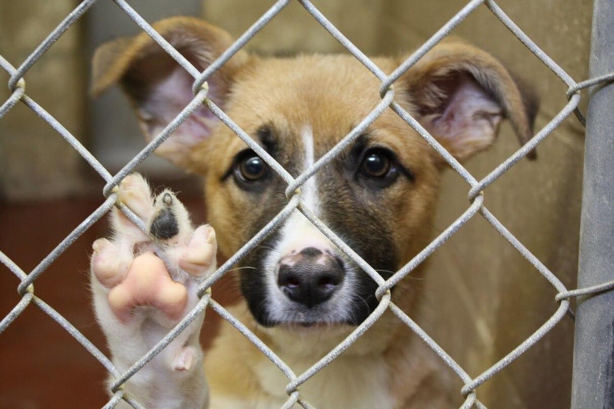 Image: Animals Care l Egypt-WhereItAllBegins