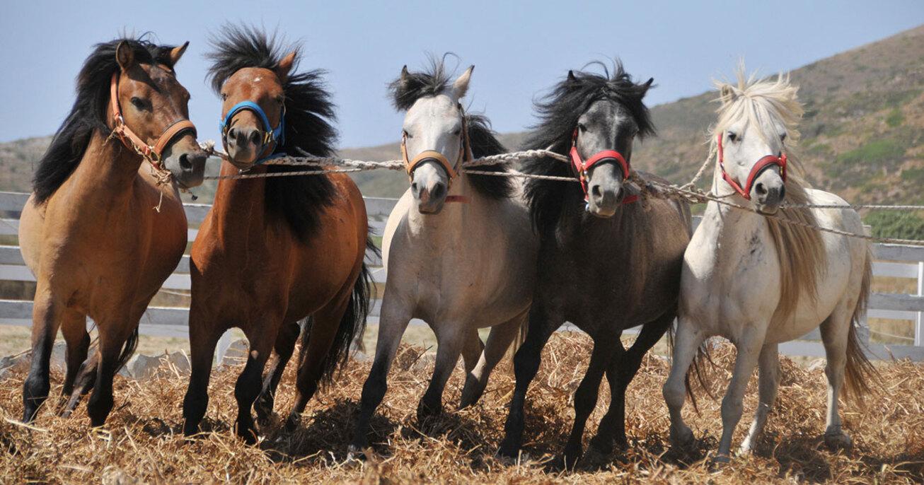 Image: Rooted [4 weeks]