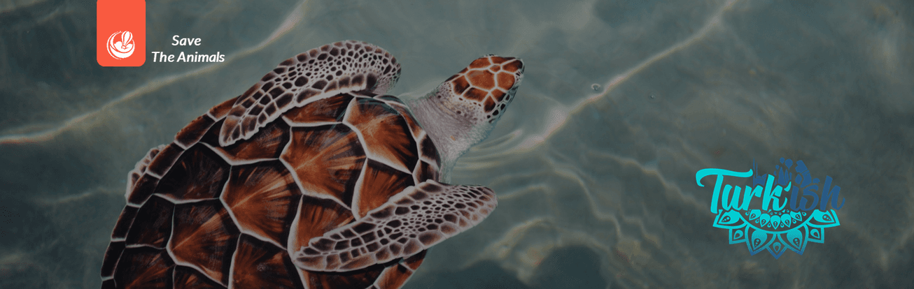 Image: Improve Animals’ Live quality | improve their natural conditions