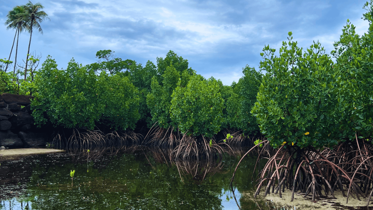 Image: Explorer [6 weeks]